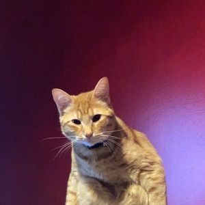 Meet your Posher, Max